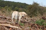 LABRADOR 134